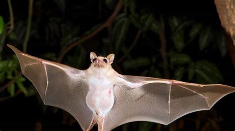 為什麼蝙蝠會飛進家裡 出生年份五行